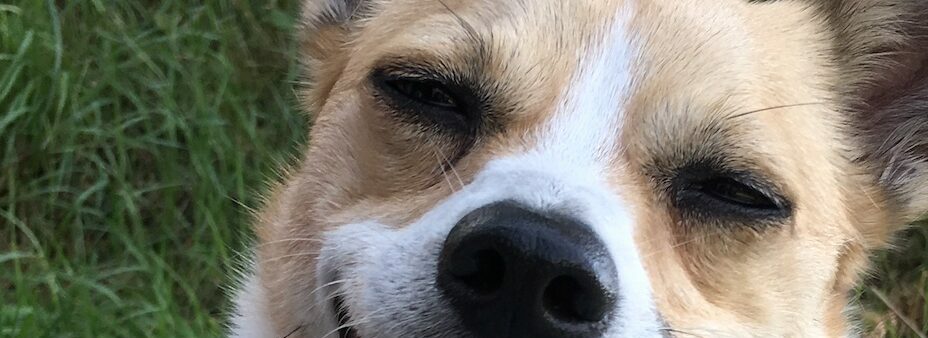 Chico
